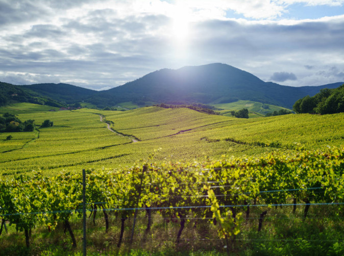 0030_Nothalten - Vignoble 0212 © B. Salmanski - ADT